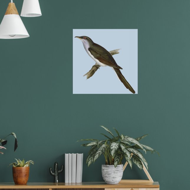 American Cuckoo Bird Poster (Living Room 1)