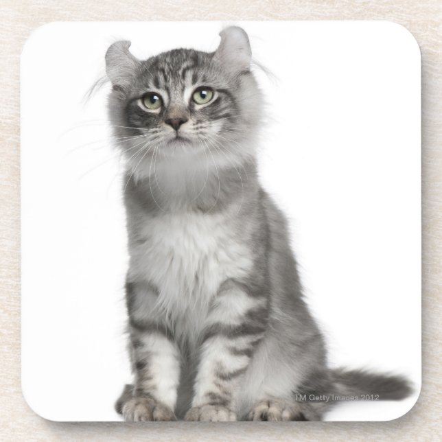 American Curl Kitten (3 months old) Coaster (Front)