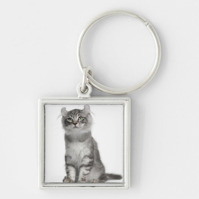 American Curl Kitten (3 months old) Key Ring (Front)