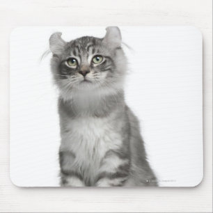 American Curl Kitten (3 months old) Mouse Pad