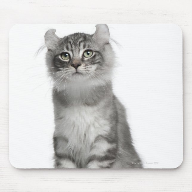 American Curl Kitten (3 months old) Mouse Pad (Front)