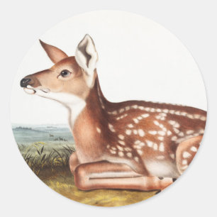 American Deer (Cervus Virginianus) Illustration Classic Round Sticker