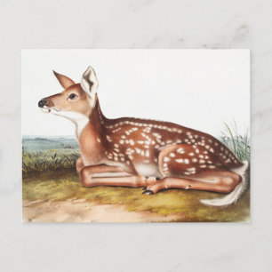 American Deer (Cervus Virginianus) Illustration Postcard