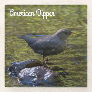 American Dipper Glass Coaster