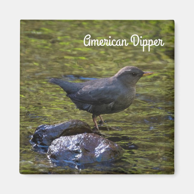 American Dipper Magnet (Front)