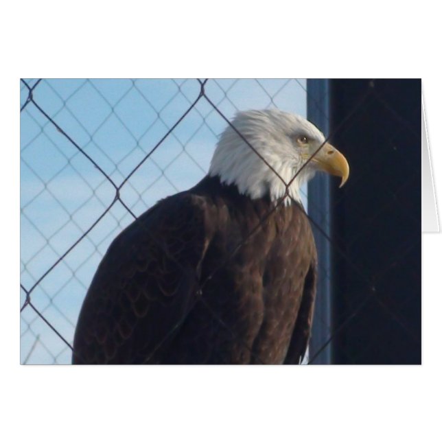 American Eagle Greetings Card (Front Horizontal)