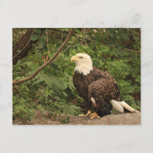 American Eagle Postcard