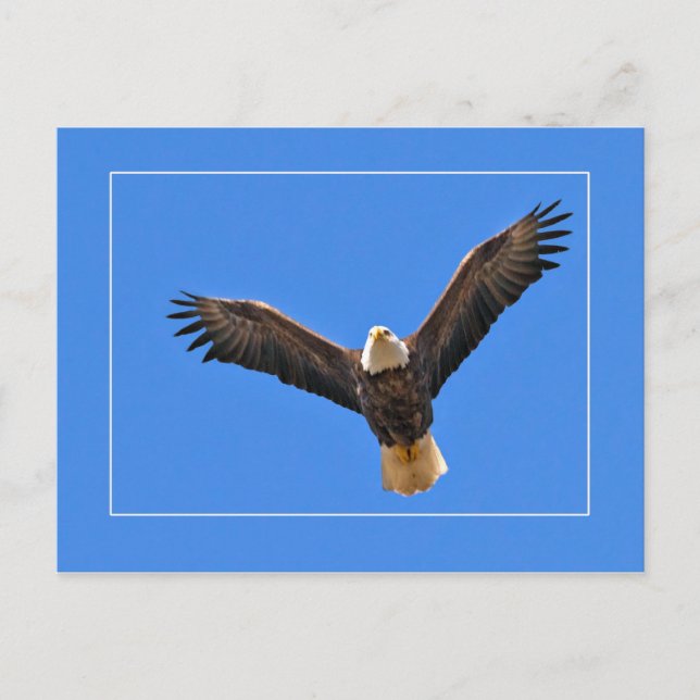 American Eagle Postcard (Front)