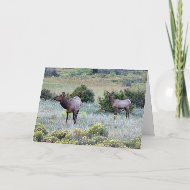 American Elk | Colorado Card (Front)