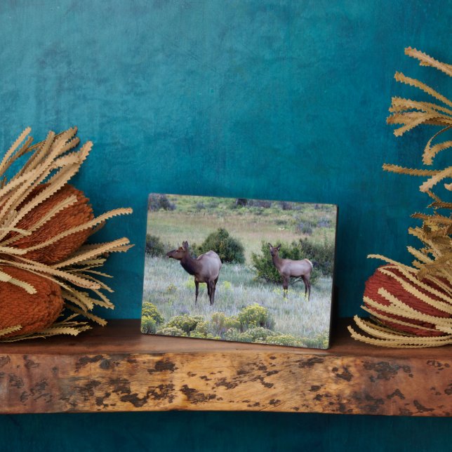 American Elk | Colorado Plaque (Side)