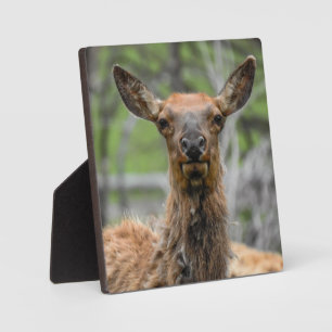 American Elk Desktop Plaque