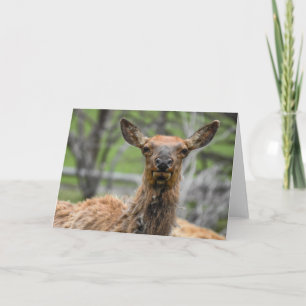 American Elk Notecard