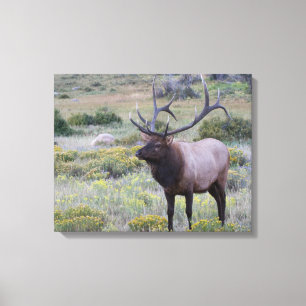 American Elk Rocky National Park, Colorado Canvas Print