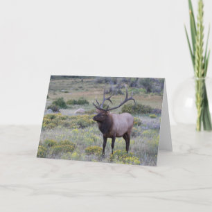 American Elk Rocky National Park, Colorado Card