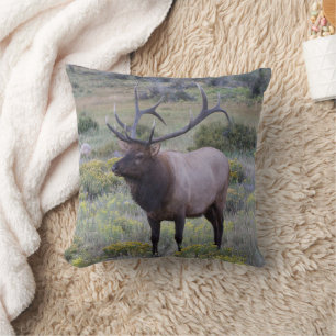 American Elk Rocky National Park, Colorado Cushion