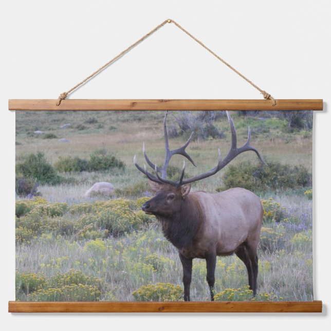 American Elk | Rocky National Park, Colorado Hanging Tapestry (Front)