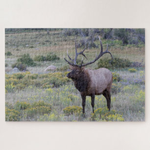 American Elk   Rocky National Park, Colorado Jigsaw Puzzle