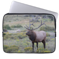 American Elk | Rocky National Park, Colorado
