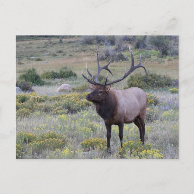 American Elk | Rocky National Park, Colorado Postcard (Front)
