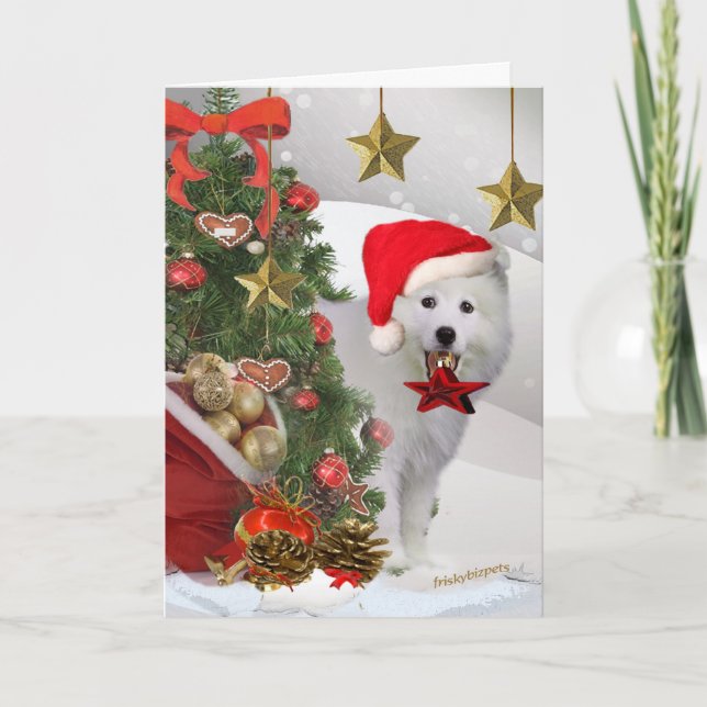 American Eskimo Christmas Star Cards (Front)
