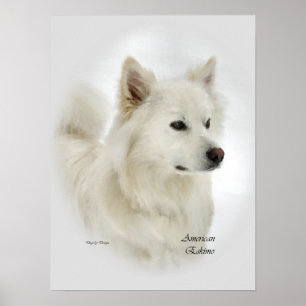American Eskimo Dog Art Gifts Poster