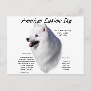 American Eskimo Dog History; All About Eskies Postcard