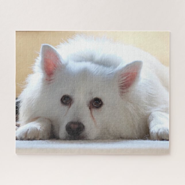 American Eskimo Dog Jigsaw Puzzle (Horizontal)