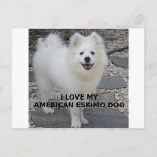 American_Eskimo_Dog_love w pic Postcard