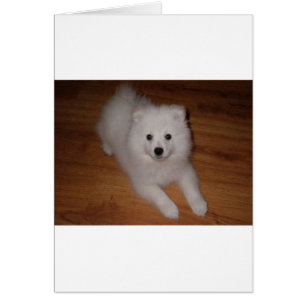 American_Eskimo_Dog_puppy