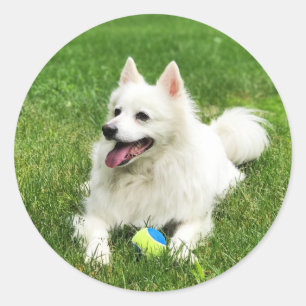 American Eskimo - Envelope Stickers