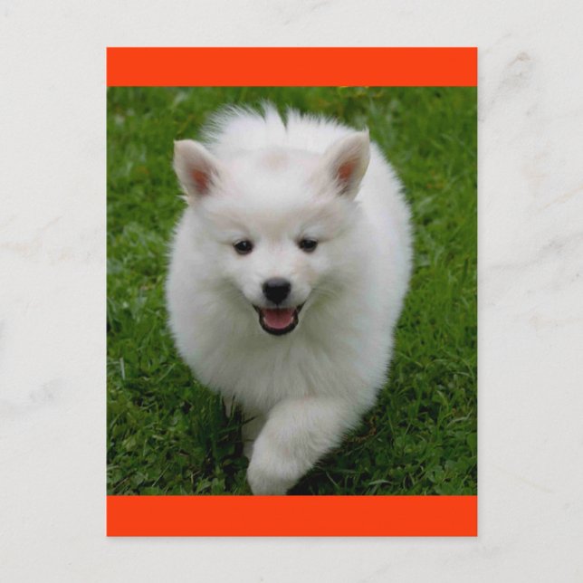 American Eskimo  Eskie Puppy Dog Blank Postcard (Front)