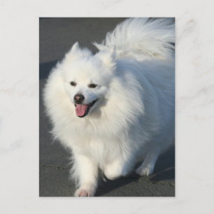 American Eskimo Postcard