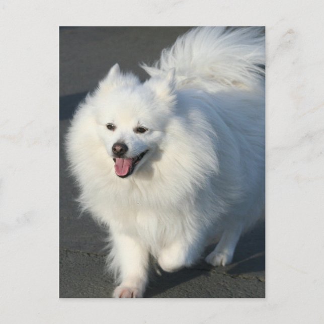 American Eskimo Postcard (Front)