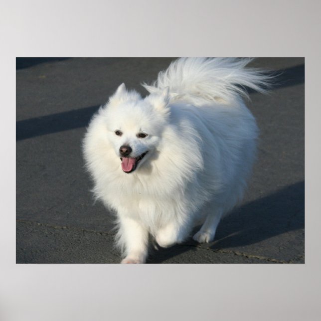 American eskimo poster (Front)