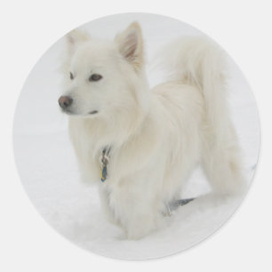 American Eskimo Puppy Dog Sticker / Label