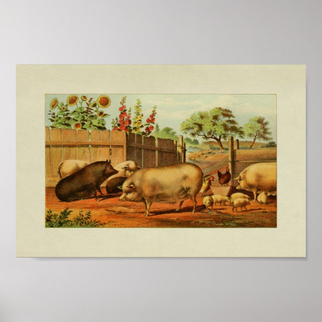American Farmer Vintage Print Pigs Chickens (Front)