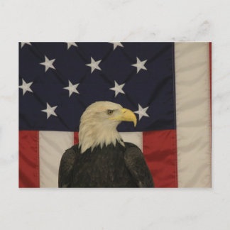 American Flag and Bald Eagle Post Card