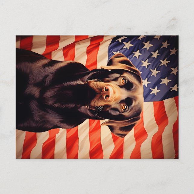 American Flag Chocolate Labrador Postcard (Front)