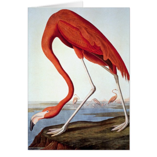 American Flamingo (Front)