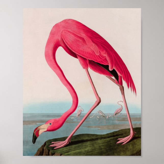 American Flamingo Birds of America Audubon Print (Front)