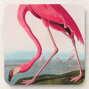 American Flamingo Birds of America Audubon Print Coaster