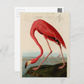 American Flamingo by Audubon Postcard (Front/Back)