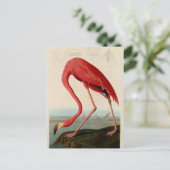American Flamingo by Audubon Postcard (Standing Front)