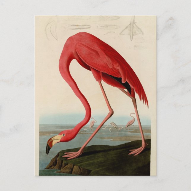 American Flamingo by Audubon Postcard (Front)