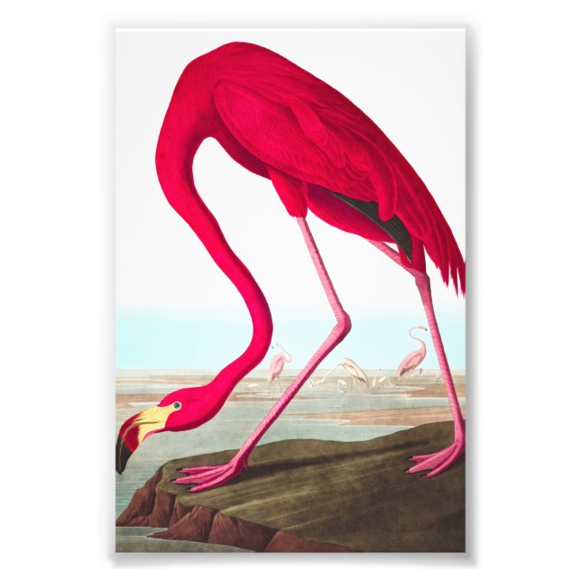 American Flamingo by John James Audubon Photo Print (Front)
