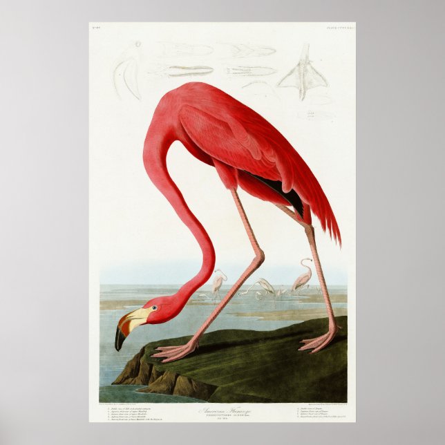 American Flamingo by John James Audubon Poster (Front)