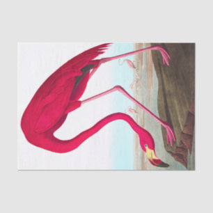 American Flamingo by John James Audubon Tissue Paper