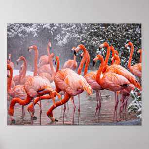 American Flamingo, colourful bird,   Poster