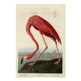 American Flamingo from Audubon's Birds of America Photo Print