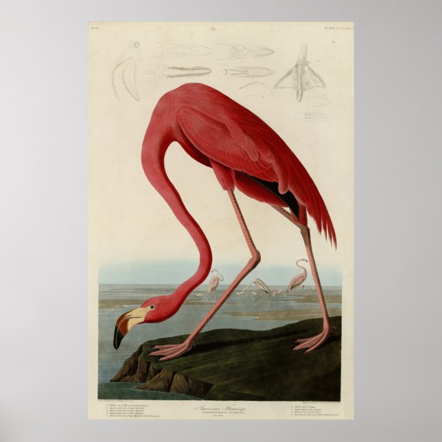American Flamingo from Audubon's Birds of America Poster (Front)